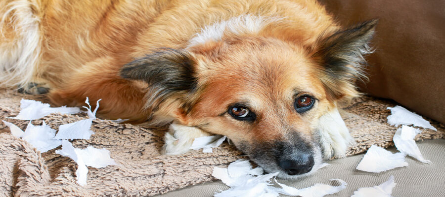 The Best Ways to Calm an Anxious Dog